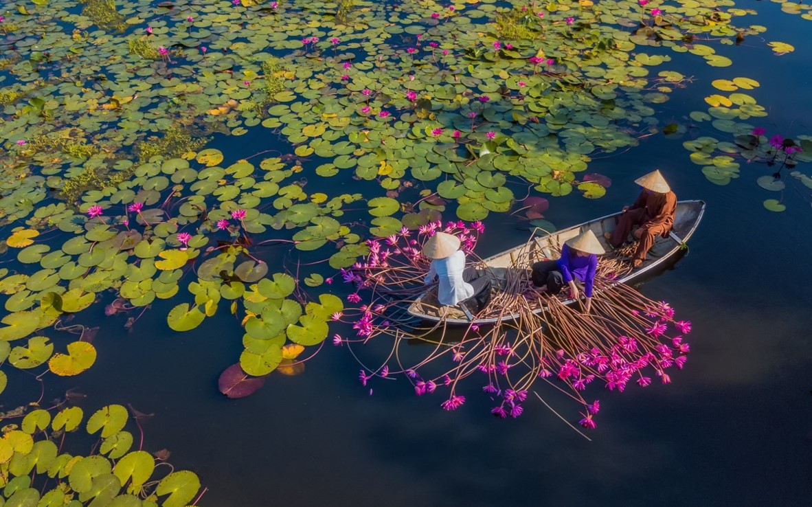 Hoa súng – ý nghĩa và công dụng của hoa súng