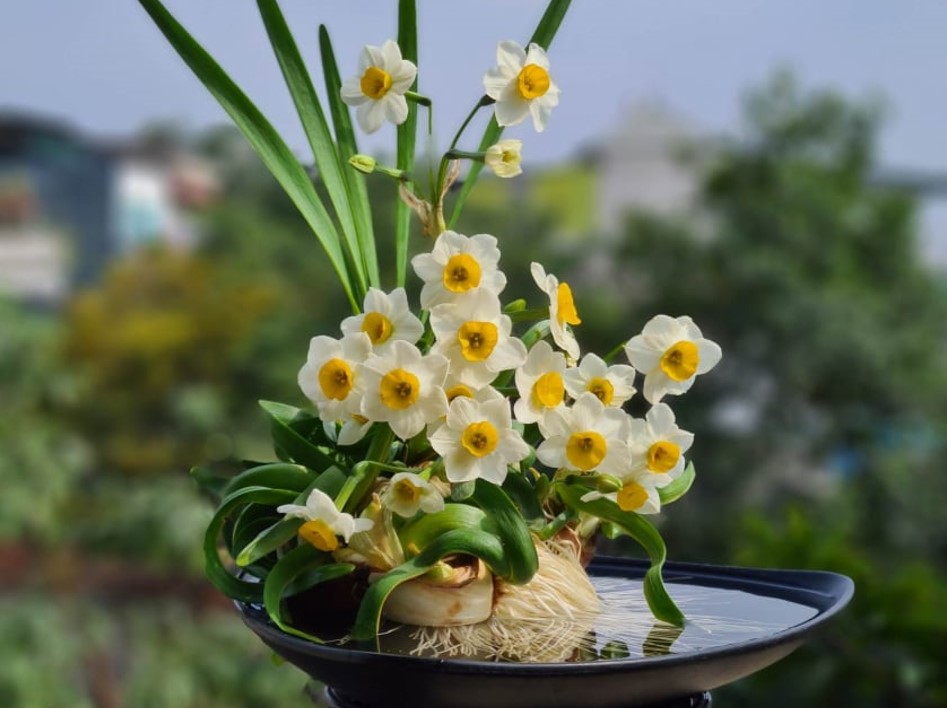 Hoa thủy tiên, thú chơi hoa tao nhã dịp năm mới