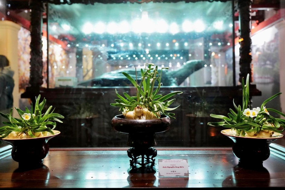 Trưng bày hoa Thủy Tiên nghệ thuật 2024 - VnEconomy