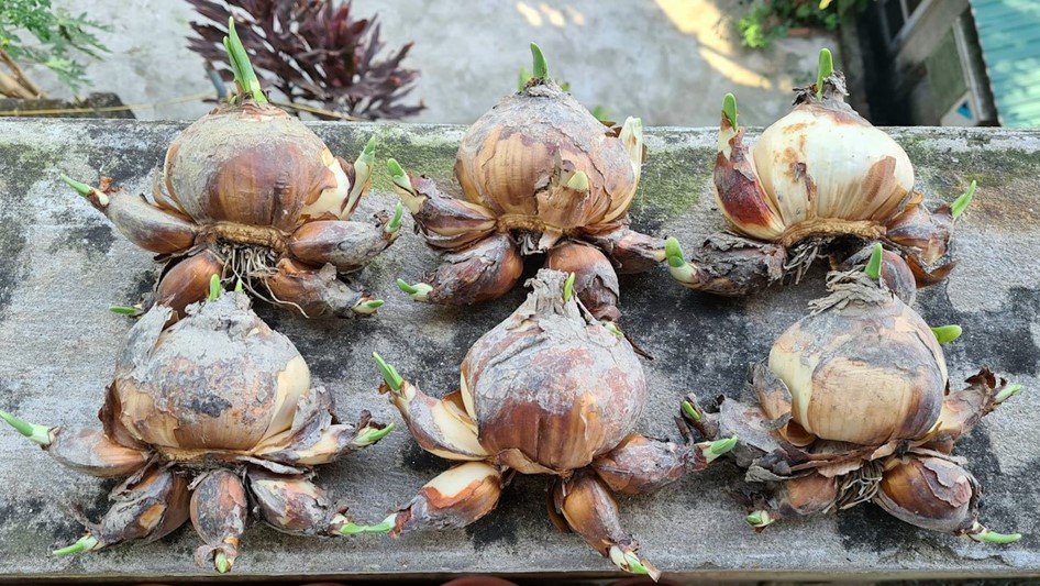 Bỏ túi 40 triệu đồng nhờ gọt củ hoa thủy tiên cho dịp tết