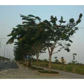 Cây Giáng hương