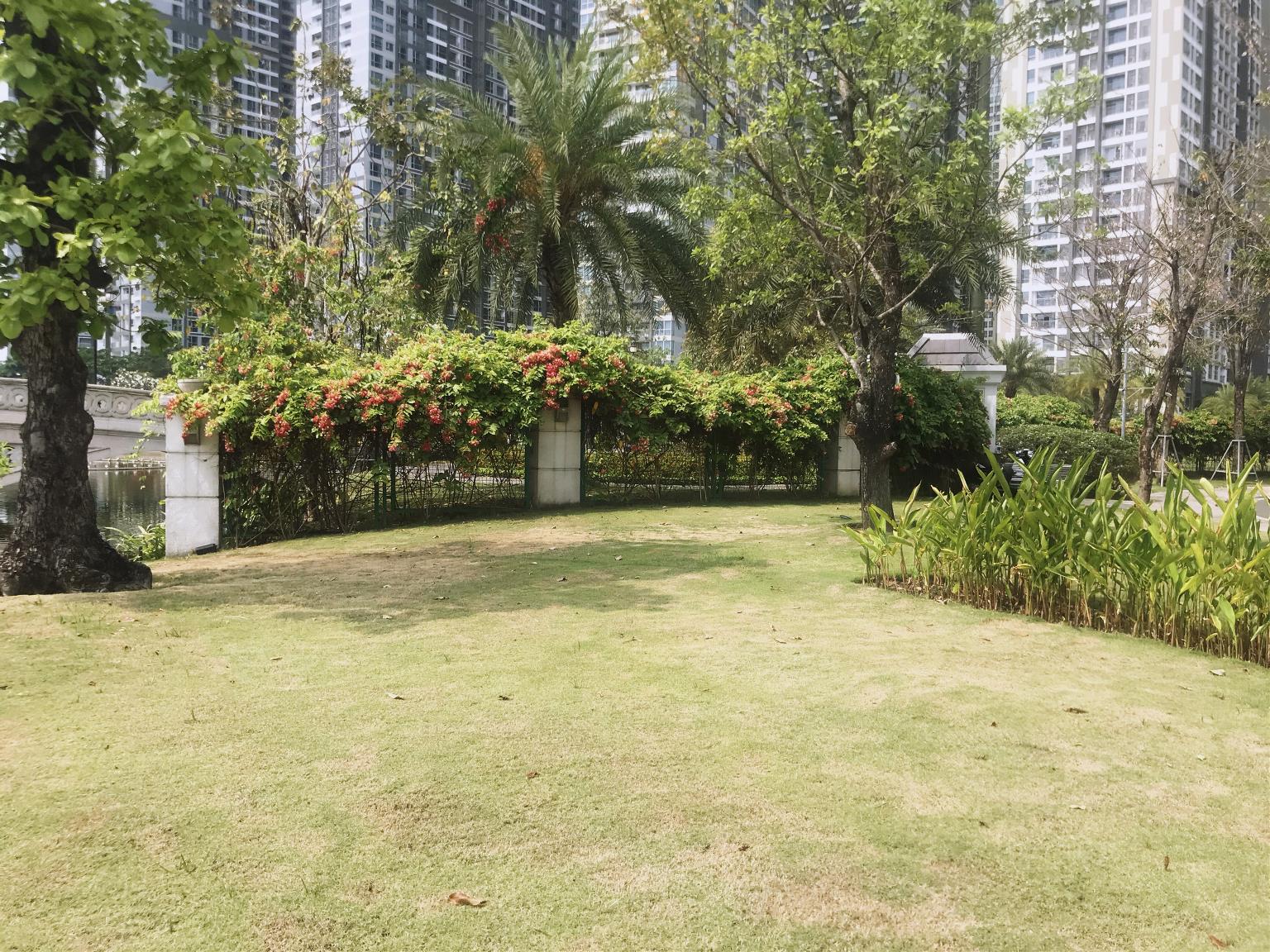 Thi công trồng thảm cỏ nhung khuôn viên Vinhomes Central Park