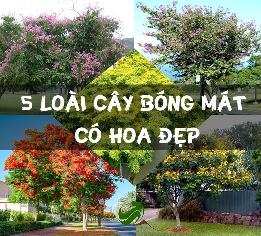 5-loai-cay-bong-mat-co-hoa-dep-duoc-ua-chuong