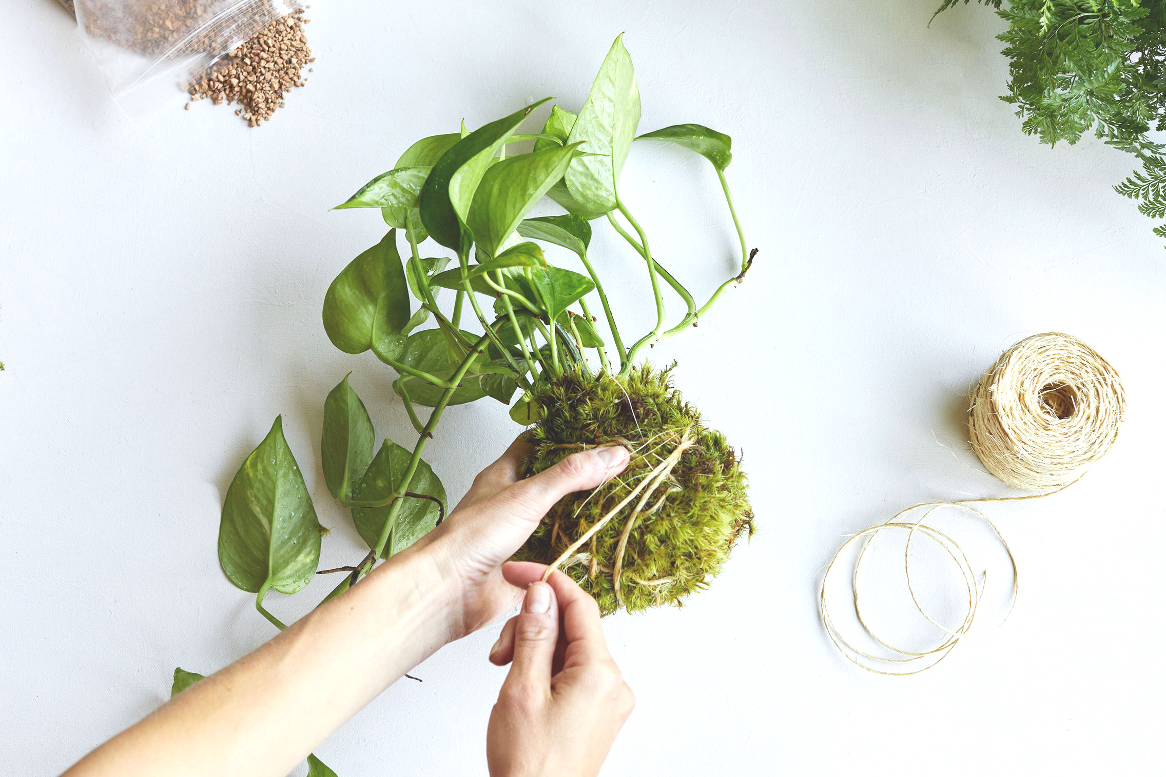 cach-trong-cay-canh-trang-tri-theo-hinh-thuc-kokedama