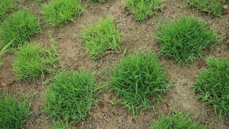 Các phương pháp trồng cỏ (P3)