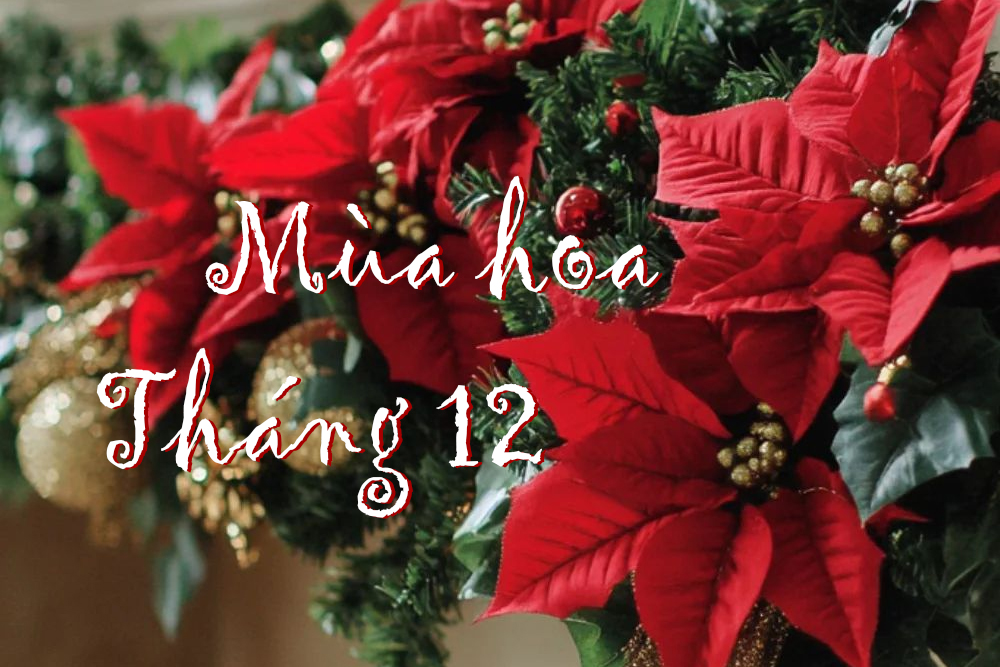 Mùa hoa tháng 12