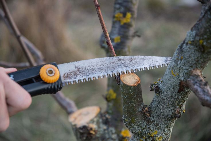 tai-sao-phai-cat-tia-canh-lam-the-nao-de-cat-tia-canh-hieu-qua