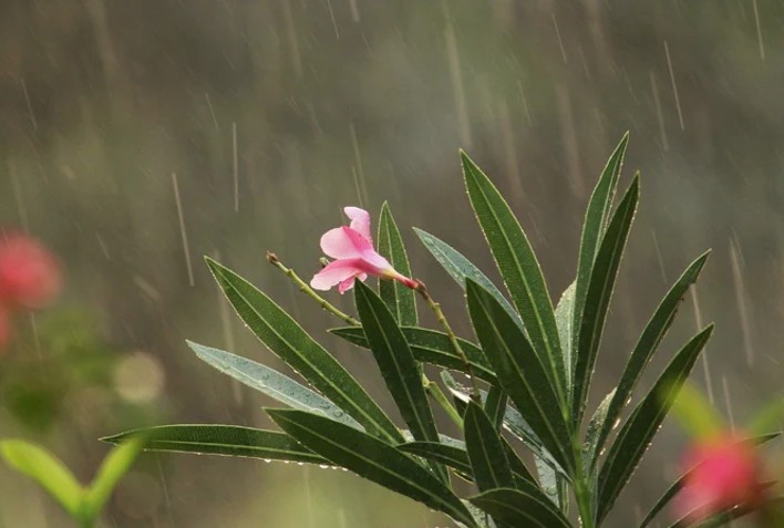 cham-soc-cay-canh-mua-mua