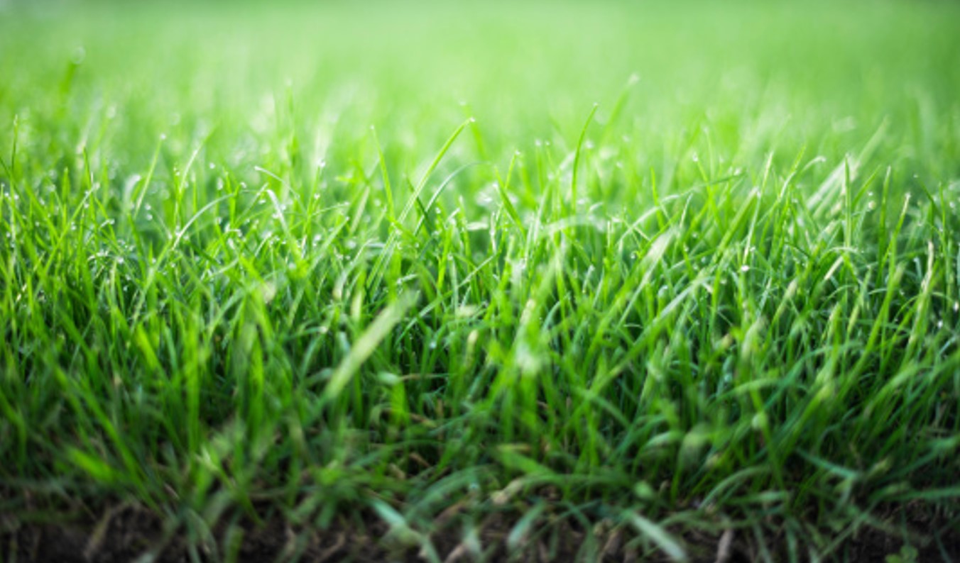 cac-phuong-phap-trong-co-p1