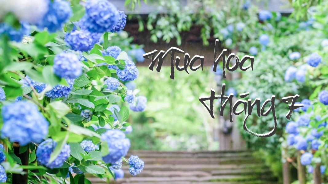 mua-hoa-thang-7