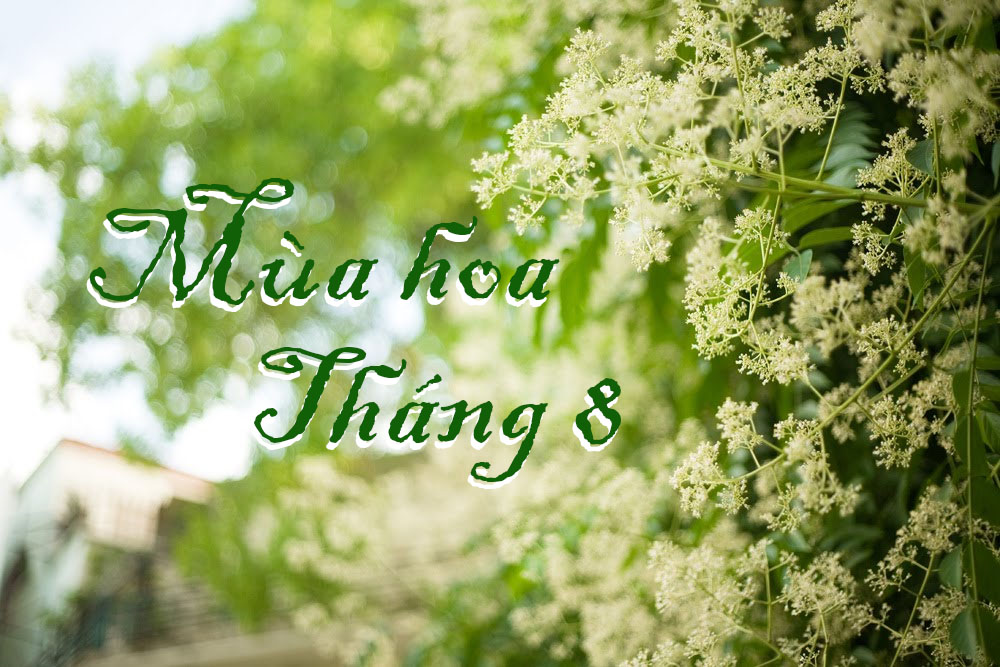 mua-hoa-thang-8