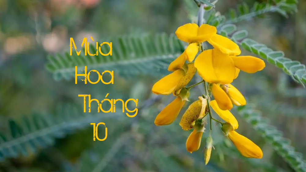 mua-hoa-thang-10